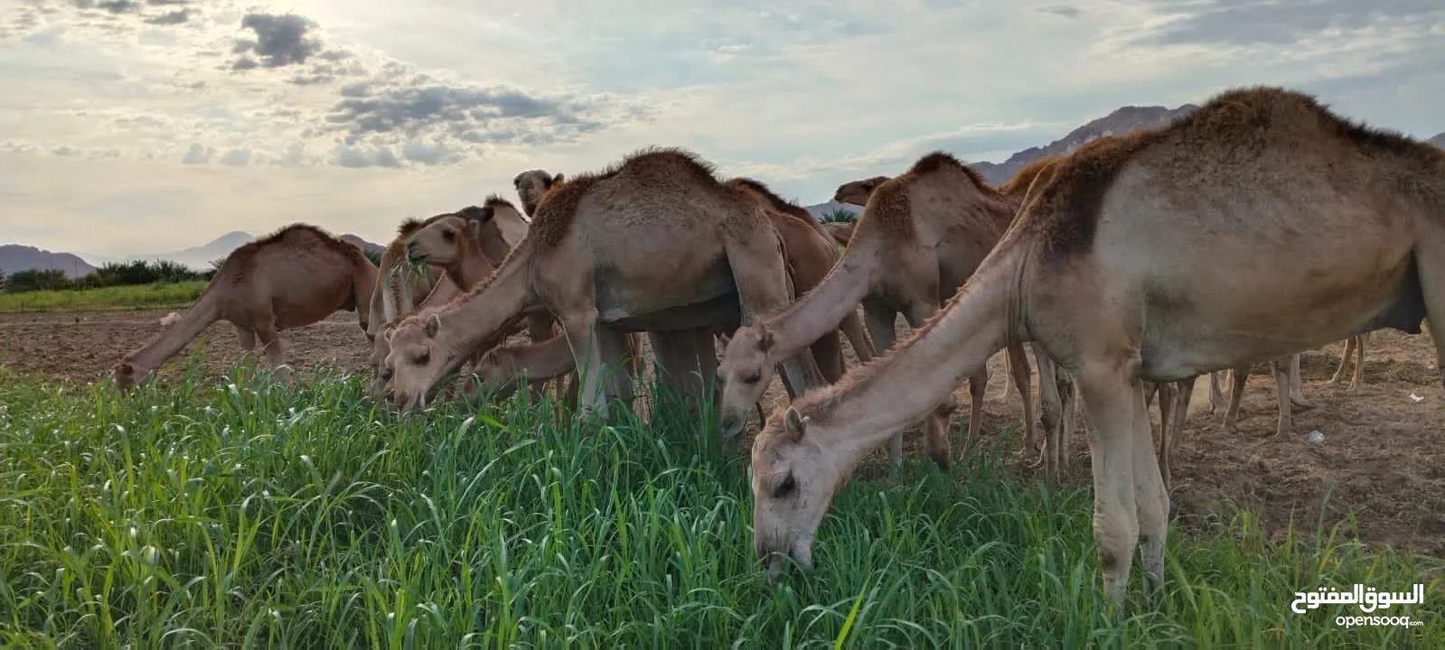 تعلن مزرعه قرن الكبش عن وصول دفعه جديده من حشوان الجنوب فرع بركاء