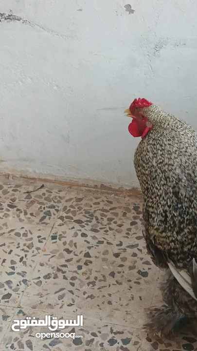 ديوك براهما بيور