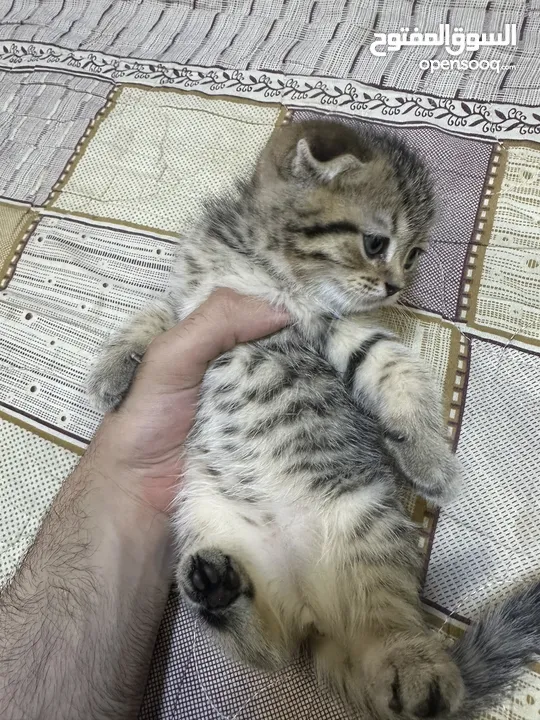 سكوتش فولد وستريت