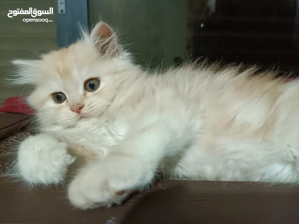 قطط ذكور عمر 3 اشهر واحد همالايا شوكليت بلو بوينت وواحد بريتش ريد عيون خضراء والاتنين شعر طويل ناعم