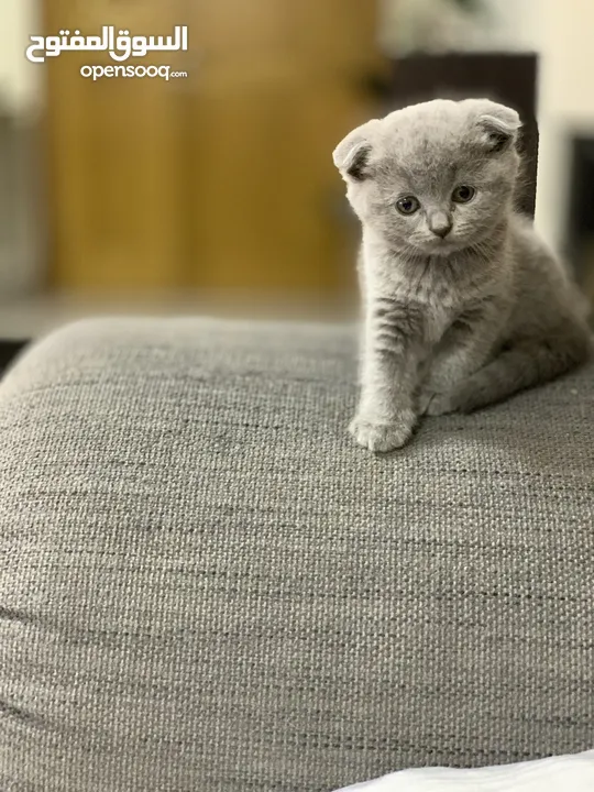 SCOTTISH FOLD AND BRITISH SHORT HAIR