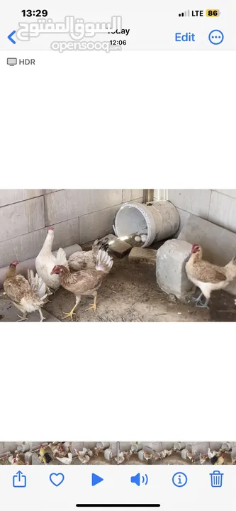 دجاج عربي قديم بياض / 3 حبات 10 دك / توصيل 1 دك