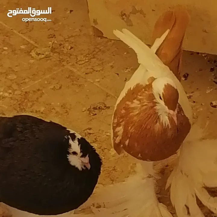 طيرة منفاخ اصفر جامبو شغاله بتزق افراخها في مادبا للبيع ام فرخ بدون الفرخ
