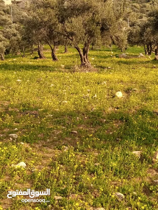 صروت حوض حدد. 21 دنم أرض مخدومة مستوية مزروعة