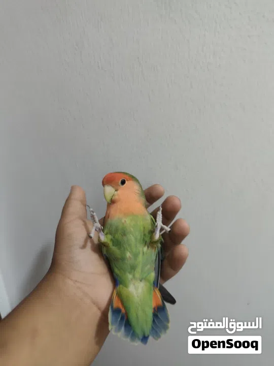 لافبيرد اليف