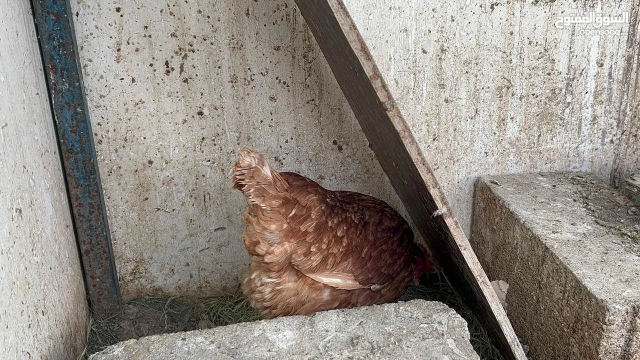 للبيع دجاج الهولندي الفاخر الاصل الحجم الضخم منتج يومي وحجم البيض كبير الحجم البيض الاحمر