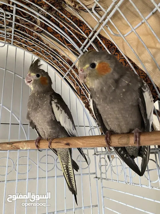 Cockatiels  كوكاتيل