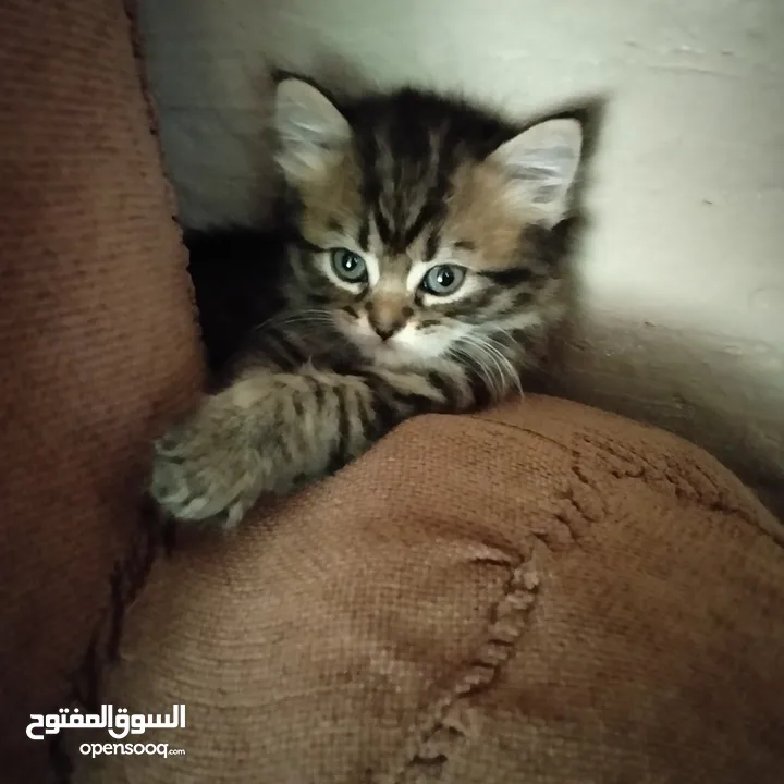 6 قطط للبيع الام وأطفالها عمر الام سنه وشهرين والأطفال شهر ونصف