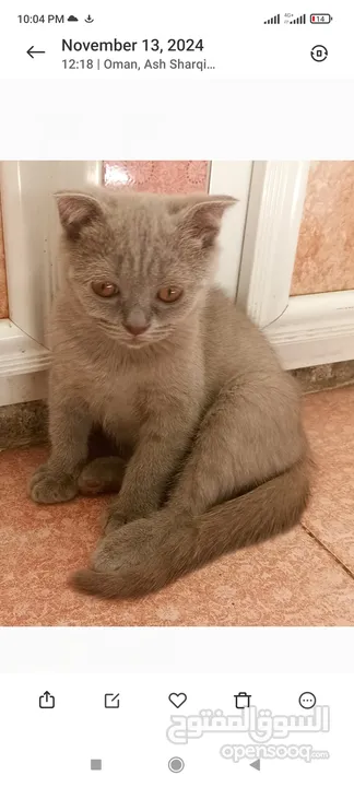 Scottish fold, 2.5 months male, vaccinated, very calm and friendly, playful, can eat both wet&dry.