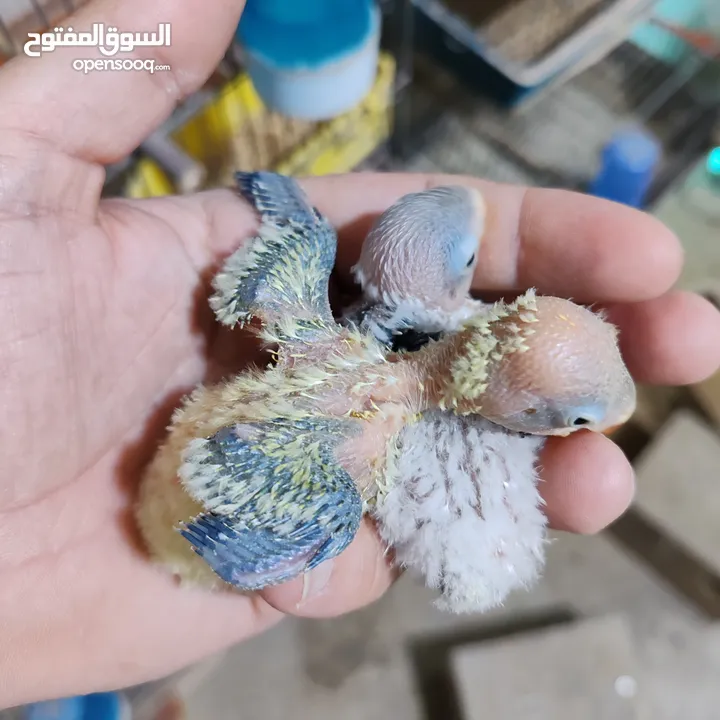جوز فيشر ابلاين جوز منتج واهالي فراخ معهم فرخين مع امكانيه بيع الفراخ لحالها للزق اليدوي