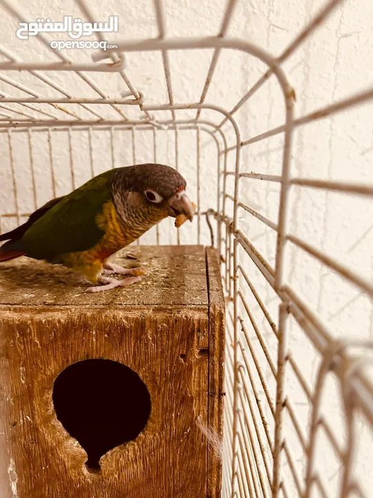 ببغاء الكونيور ذو الخد الأخضر 2 Green cheek conure parrots  2