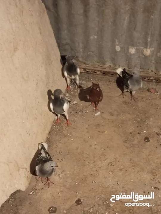 6فرخ نوريات بوز ويهوديات زرق ومزهوارات كتف