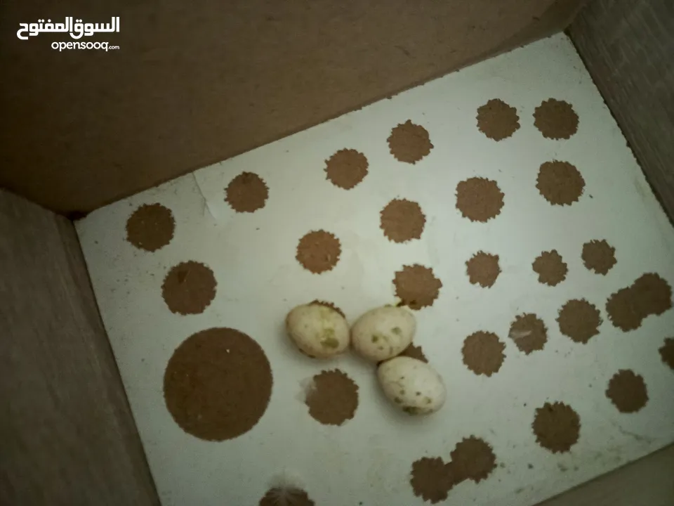 كوكتيل و حب