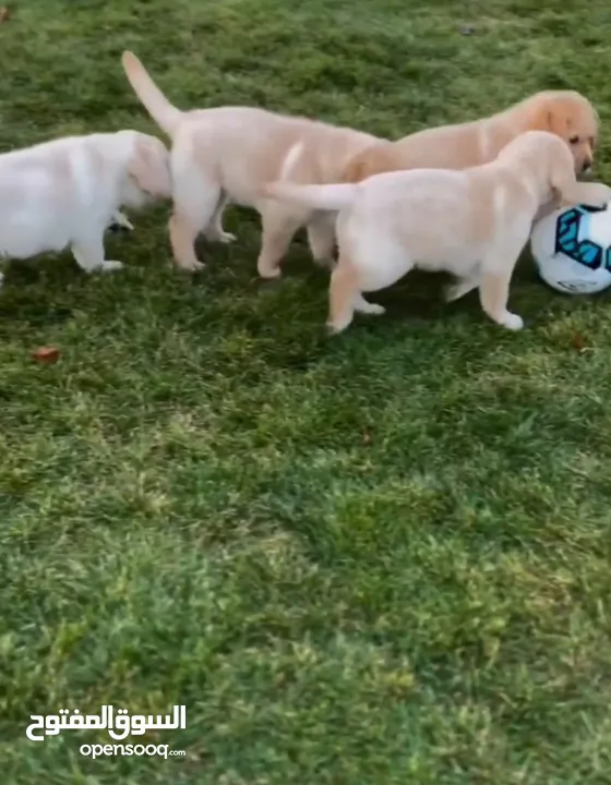 Labrador puppies