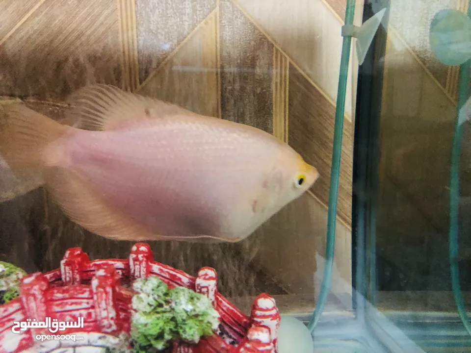 2 big Gourami fish