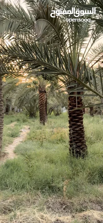 بستان للبيع في مهيجران على شط العرب