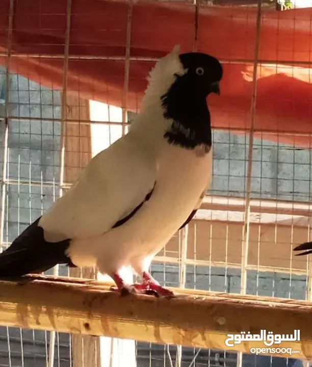 حمام نخب الماني جواز وفردات