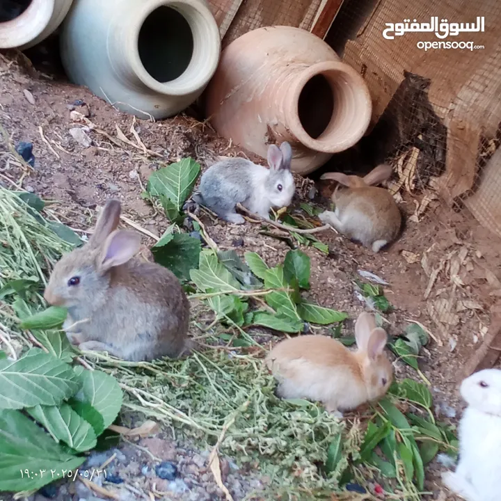 ارانب عدد 11 + حبش هولندي عدد 4