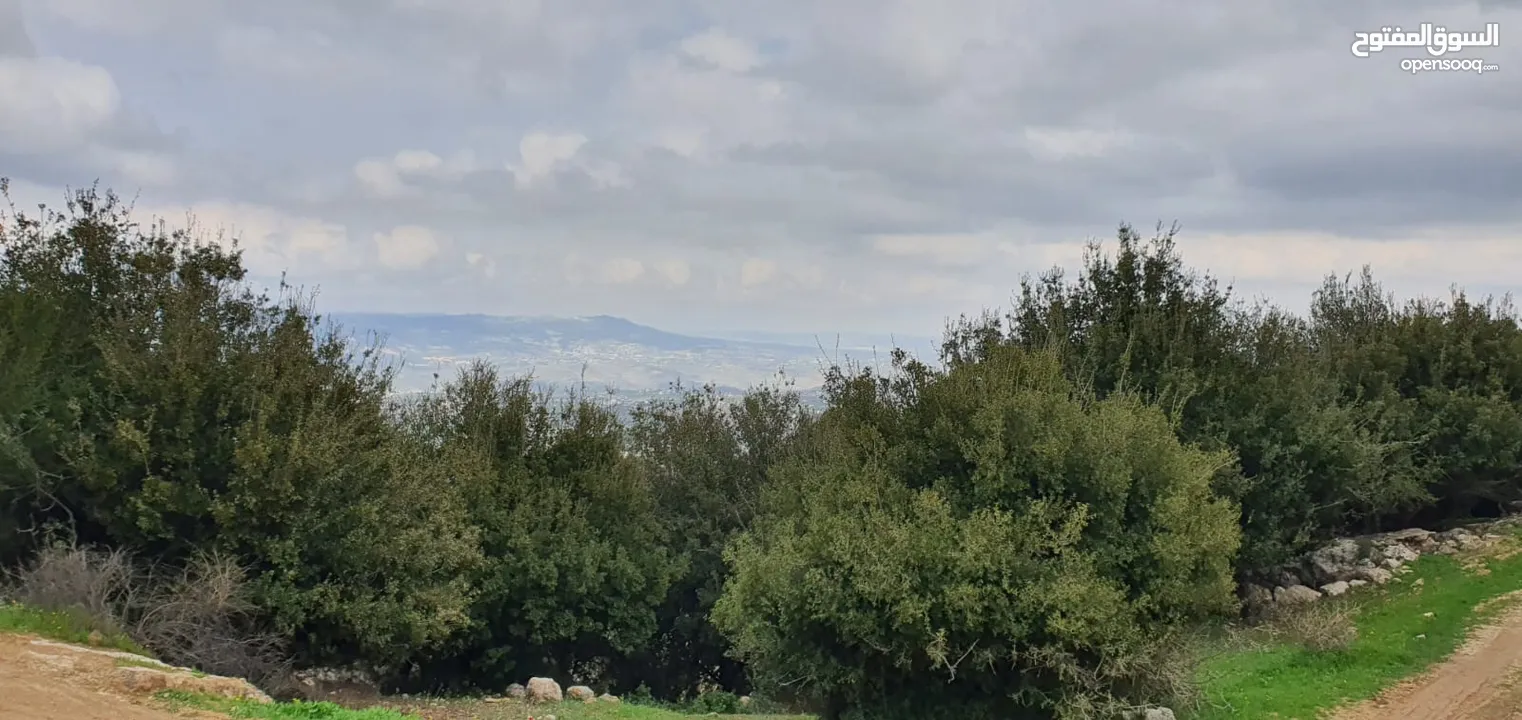 زي 1600 م منطقة حرجيه