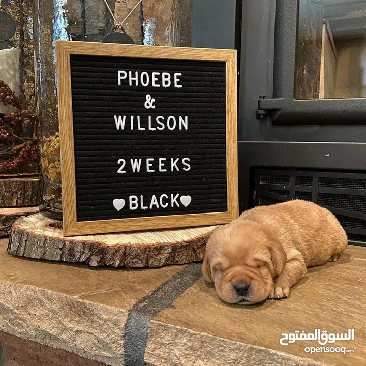 جولدن ريتريفر بريطاني آصلي  Golden retriever pure اعلى مستوى في الشرق الاوسط