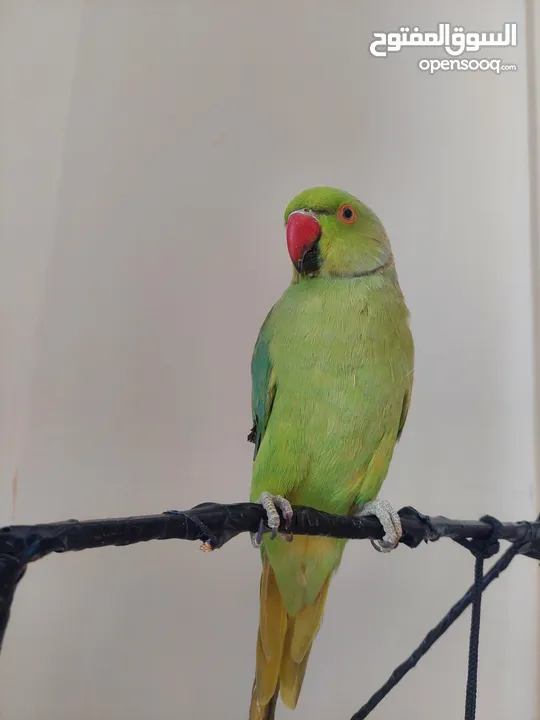 ببغاء درارة هندي ذكر كوكو عمر سنتين مطوق اليف جدا ما بعض نهائي لعوب بحب الاطفال