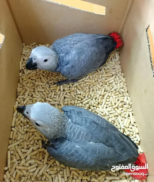 African Grey Parrot( Congo)