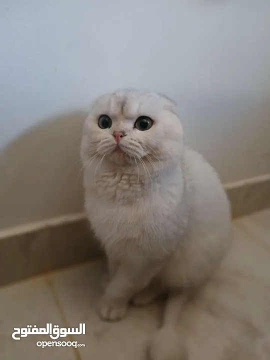 قط سكوتش فولد للتزاوج
