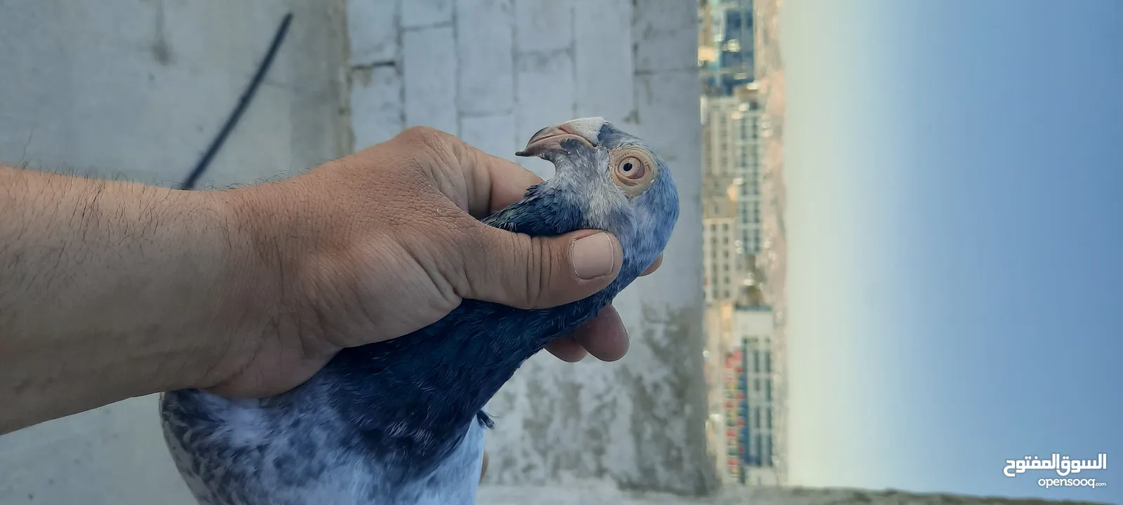 فحل وفراخ وطيره شغاله