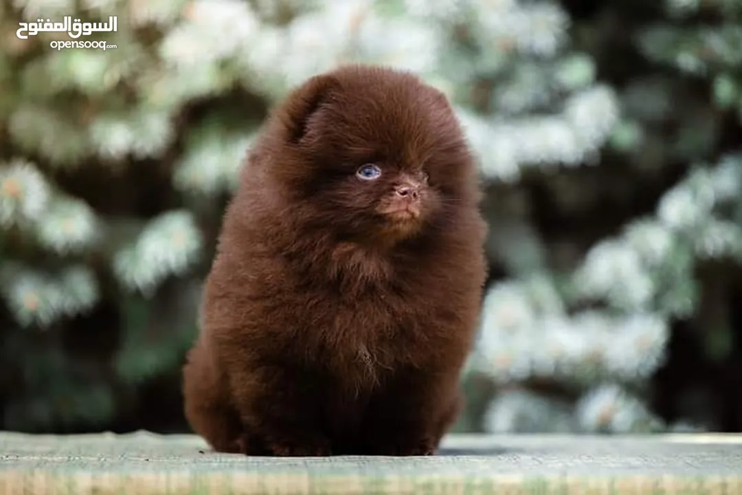Pomeranian   Samoyed    Giant Malamute