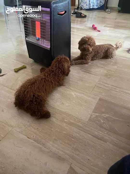 toy poodle for sale in Jordan
