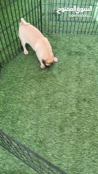 Pug female puppy