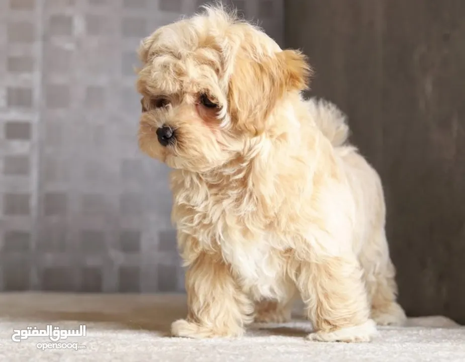 Maltipoo  جراء مالتيبو
