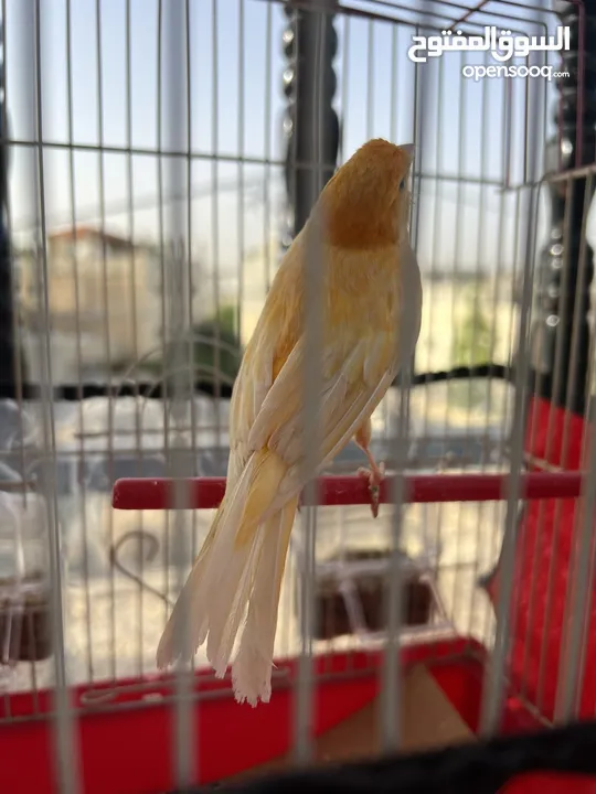 ذكر كنار مثل النار ما شاء الله