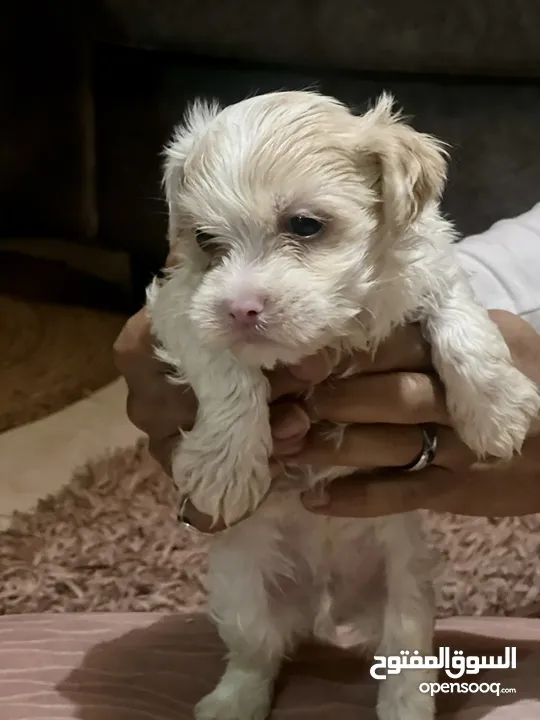 Pitbull and Maltese dog for sale