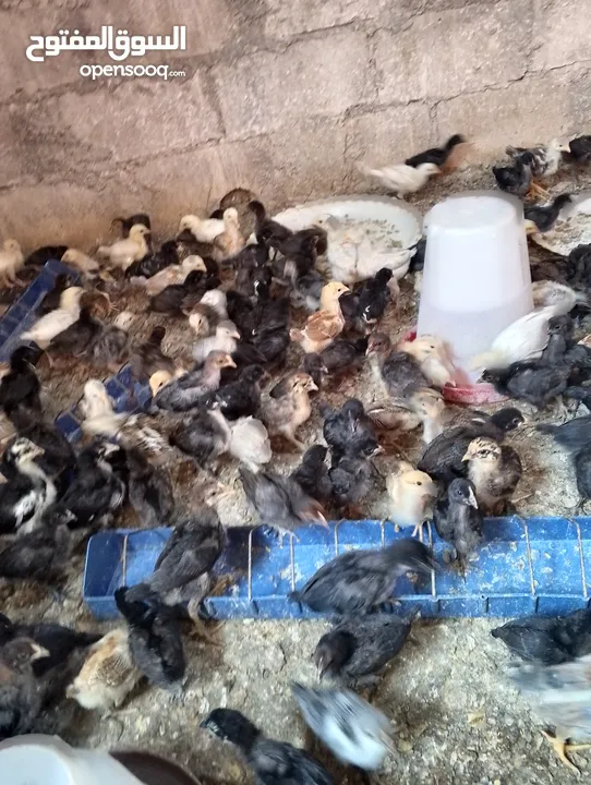 صوص بلدي  بناديق بكستاني  صحه ونضافه