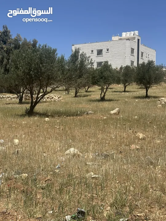 ارض للبيع في شفا بدران من المالك مباشرة  بمساحة 1007م ب موقع هادىء و راقي حوض مرج الاجرب مزروعة