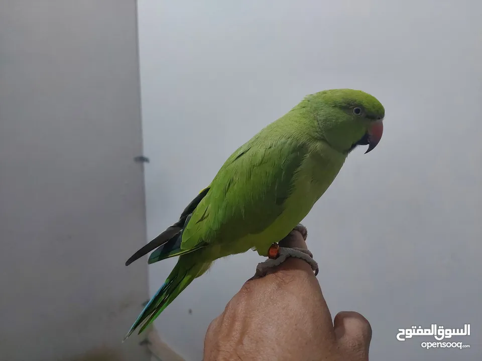 هذا الطائر يستطيع التحدث.This bird can talk.