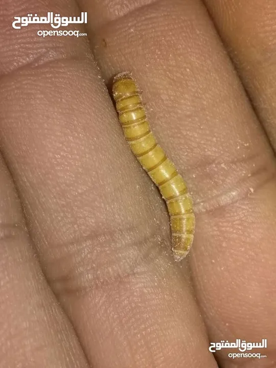 يرقات دود القبابي حي ميلوورم mealworm غذاء ممتاز بروتين حيواني لا يسبب التشحيم للطيور والاسمام