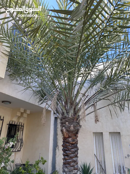 Finest Saudi Khalas date trees