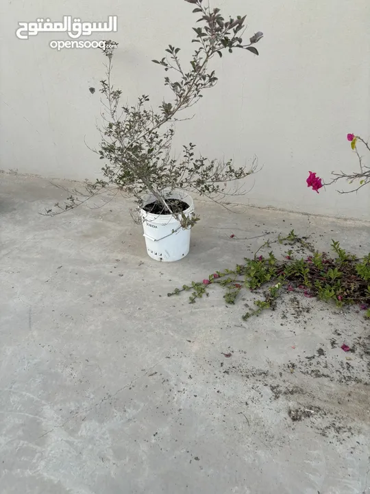 نباتات منزلية للبيع House plants for sale