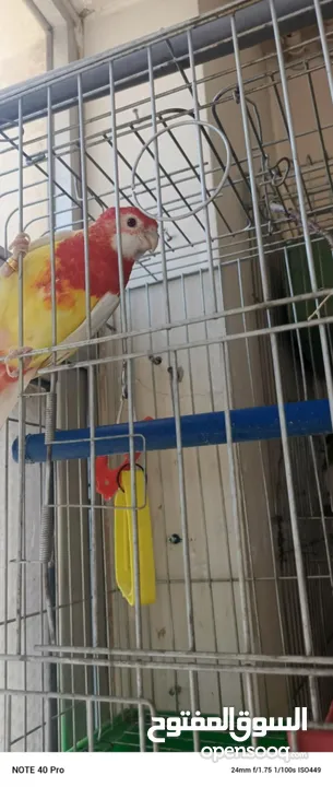 مطلوب انثى كويكر  اصفر او ابيض للبدل على روزيلا طفرة\\\ مطلوب كاسكو او كوكاته