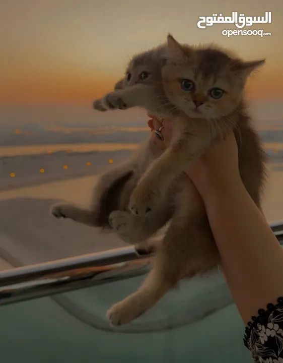 Scottish fold and British shorthair kittens