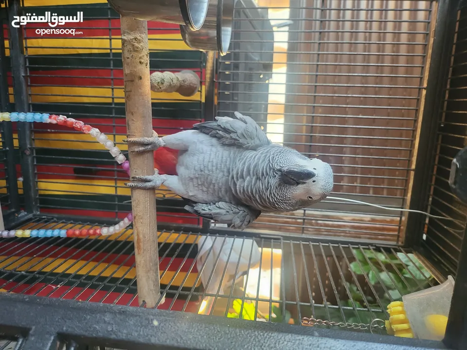 ببغاء كاسكو أليف متكلم بطلاقة