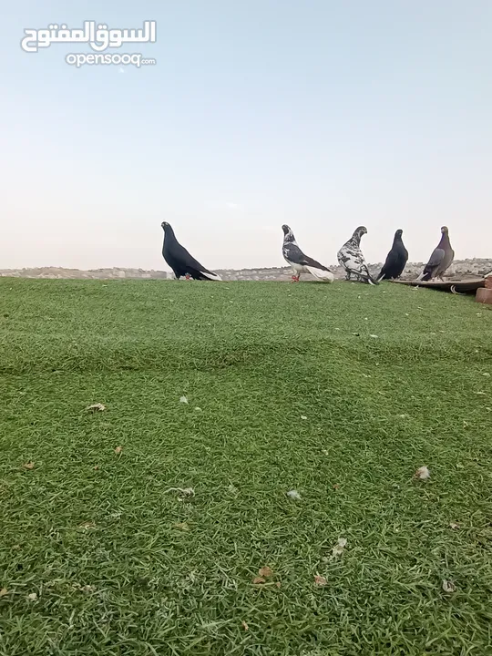 حمام بيع مستعجل للبيع