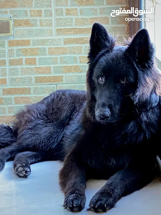 German shepherd black jack (MATING ONLY)