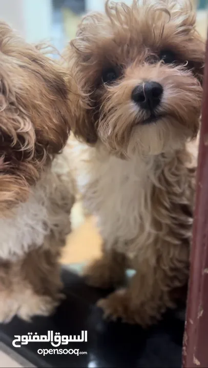 Maltipoo female and male