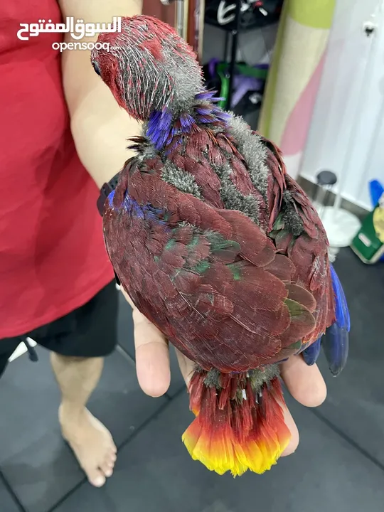 1.5 months old Eclectus Vosmeari