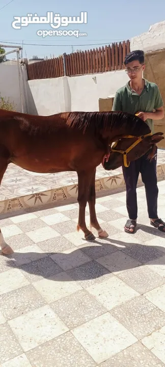 مهر بدوي العمر 10 شهور الطول 130 محجل ثلاث مطلق يمين سياله جميله ساغ سليم مهر ما شاء الله