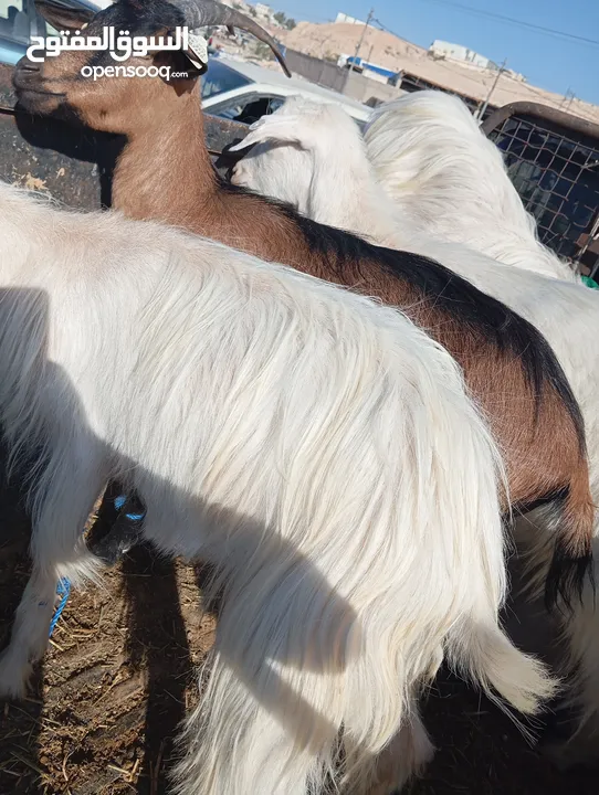 ماعز البينو