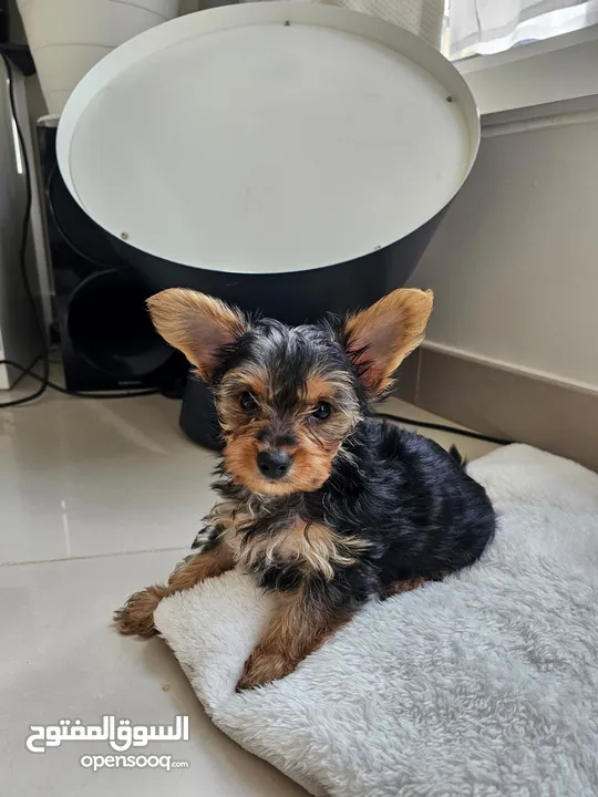 Yorkie Terrier